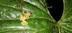 Dendropsophus ebraccatus