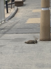 Otospermophilus beecheyi