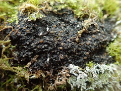 Fuscopannaria praetermissa