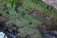 Crassula strigosa