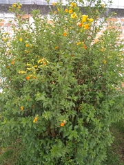 Streptosolen jamesonii