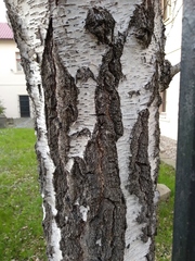 Betula pendula