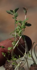 Crassula strigosa