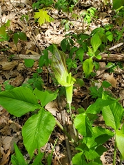 Arisaema triphyllum