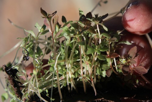 Crassula strigosa