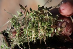 Crassula strigosa