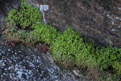 Crassula strigosa