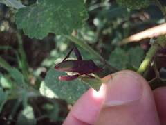 Athaumastus haematicus