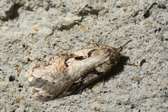Semioscopis packardella