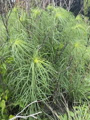 Helianthus salicifolius