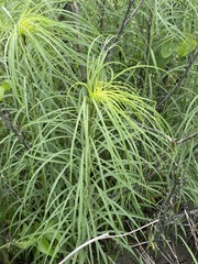 Helianthus salicifolius