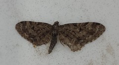 Eupithecia annulata