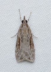 Scoparia ochrophara