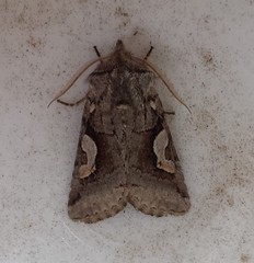 Stretchia plusiaeformis