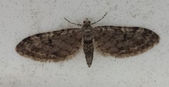 Eupithecia annulata