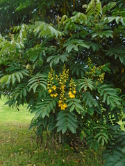 Senna viarum