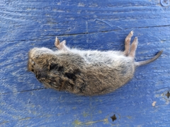 Microtus oregoni
