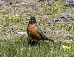 Turdus migratorius