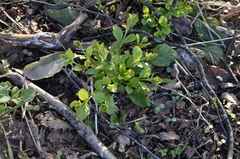 Ajuga reptans