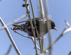 Sturnus vulgaris