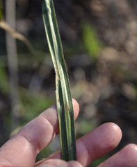Carex pilosa