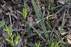 Carex pilosa