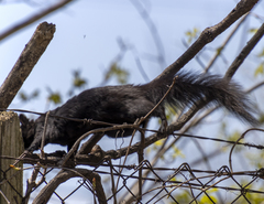 Sciurus carolinensis