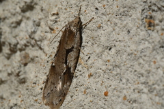 Semioscopis packardella