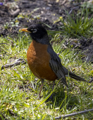 Turdus migratorius