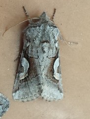 Stretchia plusiaeformis