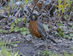 Turdus migratorius