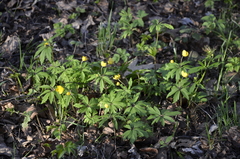 Anemonoides ranunculoides