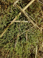 Euphorbia polycarpa polycarpa