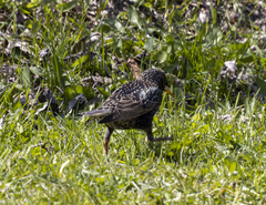 Sturnus vulgaris