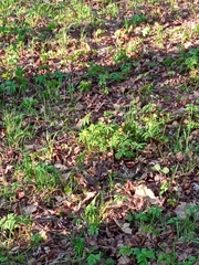 Anemonoides ranunculoides