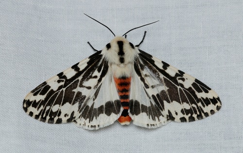 black-and-white tiger moth