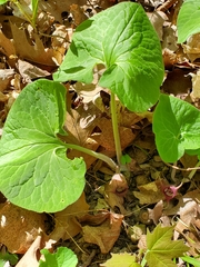 Asarum canadense