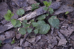 Lamium galeobdolon