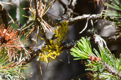 Arceuthobium tsugense contortae