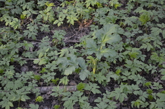 Heracleum sosnowskyi