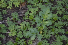 Heracleum sosnowskyi