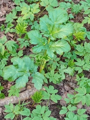 Heracleum sosnowskyi
