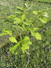 Quercus aliena