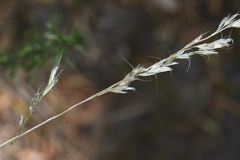 Trisetum lepidum