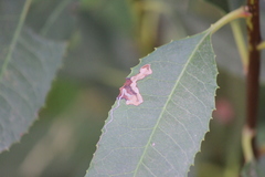 Stigmella heteromelis