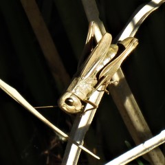 Amblytropidia australis