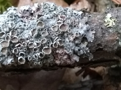Imshaugia placorodia
