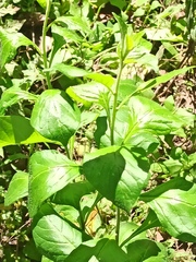 Capsicum rhomboideum
