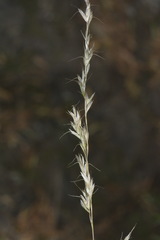 Trisetum lepidum