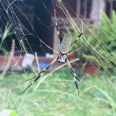 Trichonephila clavipes